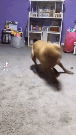 https://i.ibb.co/yfymnqb/ezgif-4-e6f8dd5e0c.gif