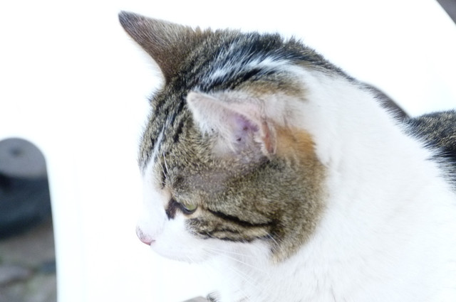 Gato.jpg