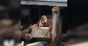 Tied-Up Dog Starved to Be a “Better” Hunter Gets New Life
