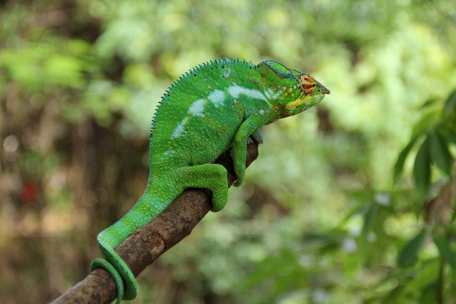 Madagaskar-68