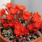 IMG-8159