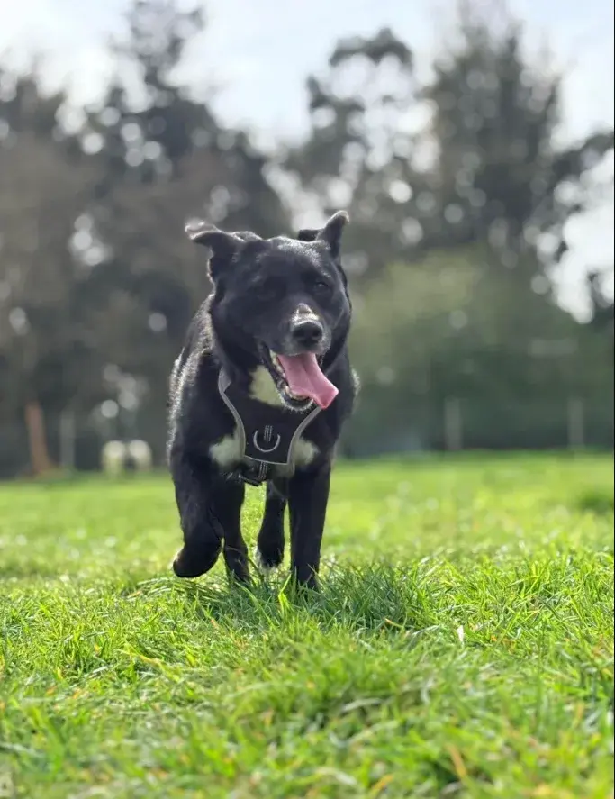 Friendly One-Year-Old Cross-Breed Dog Named Peaches Seeks Forever Home