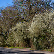 DSF5392