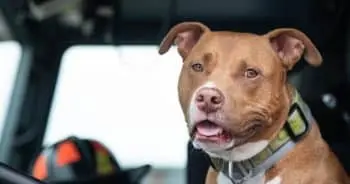 Veteran Leaves Dog at Fort Worth Fire Station, Firefighters Adopt the Pup After Heartfelt Note