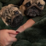 frankie rambo