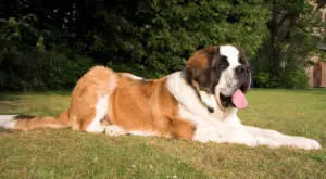 Boost Your St. Bernard's Skin and Coat Health