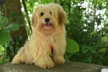 Top Havanese Activity Trackers for 2026