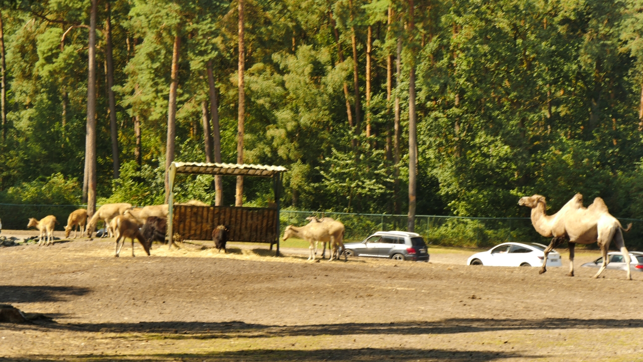 Serengeti-Park / Серенгети-Парк и кусочек Касселя