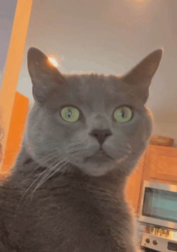qq.gif