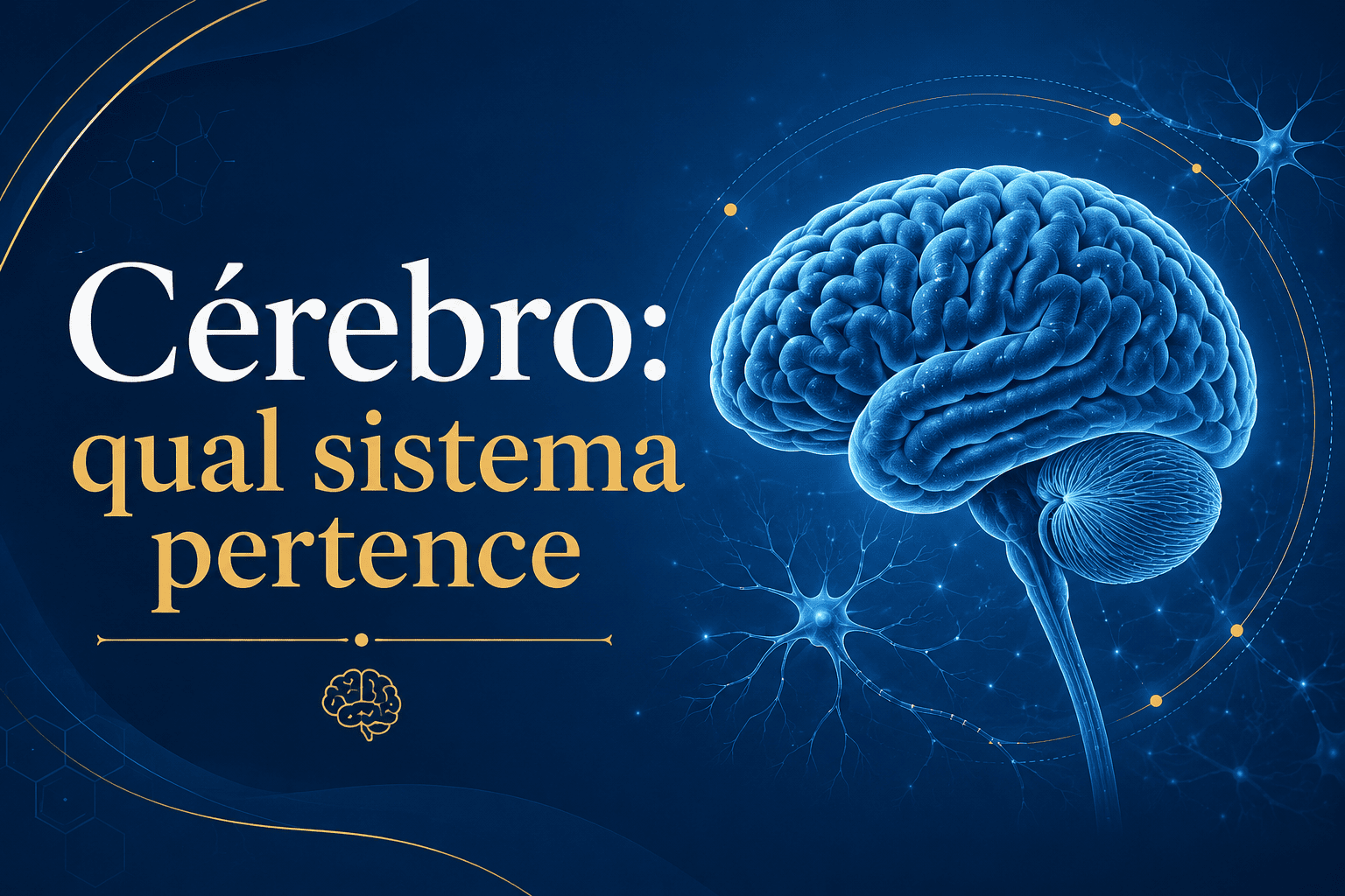 Cérebro: qual sistema pertence, funções e curiosidades