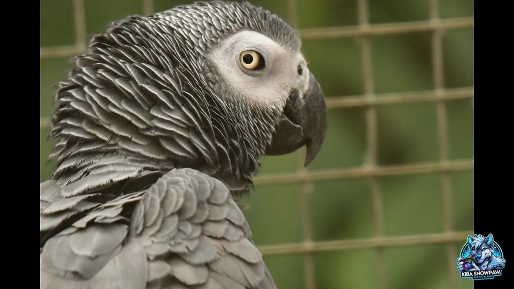 An African grey parrot on its perch.