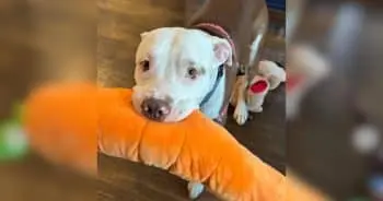 Shelter Dog's Emotional Support Stuffies Bring Comfort