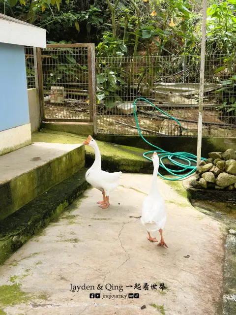 Green View Garden17.webp