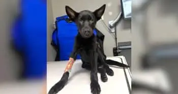 Puppy Found Injured in Dumpster Nears Full Recovery and Adoption