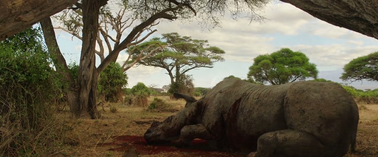 Endangered Species Screenshot