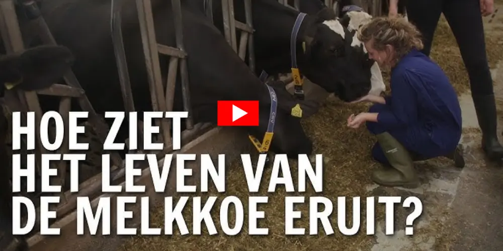Hoe ziet het leven van de melkkoe eruit - De Buitendienst over Koeien - www.vleeskopenbijdeboer.nl