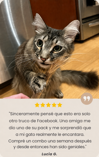 Gato usando stick de Silvervine - Luc&iacute;a G.