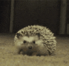image.gif