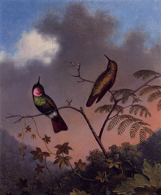 Brazilian-Ruby-Hummingbirds