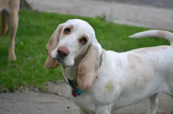 Supporting Senior Basset Hounds: Essential Supplements for Aging Dogs
