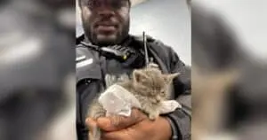 Tiny Cry Leads to Rescue for Abandoned Kitten