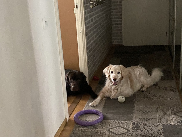 935-DD05-F-6-FC5-425-C-AB60-CB68-D03-EF9