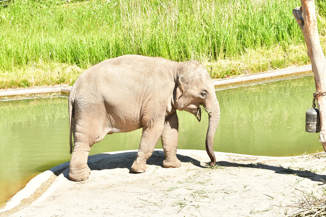 Elephants at Copenhagen Zoo