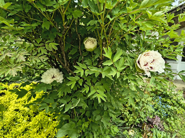 peony tree1.jpg