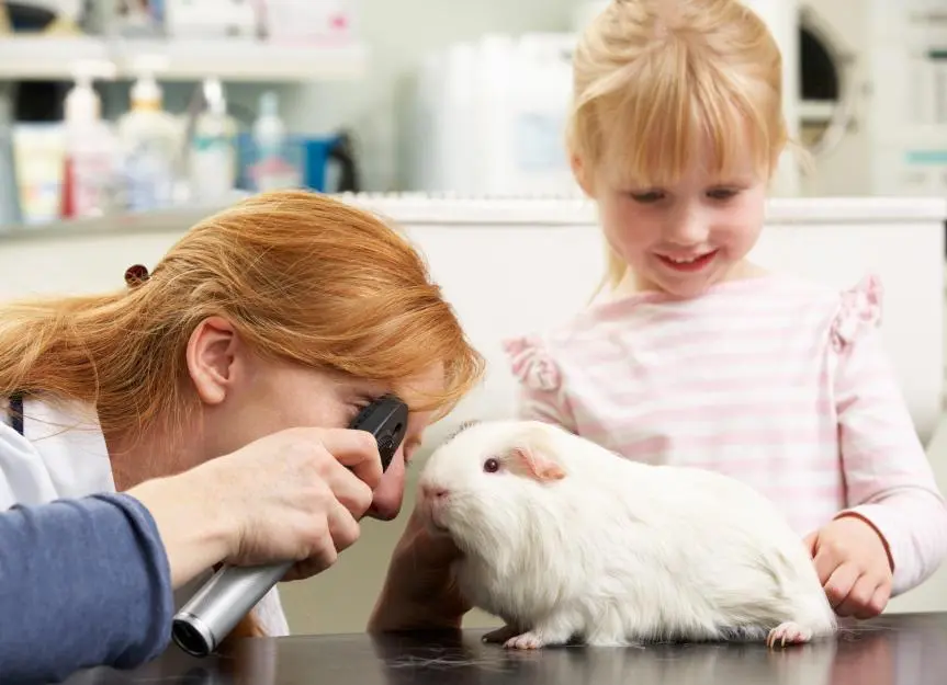 Understanding Corneal Ulcers in Guinea Pigs: A Guide for Pet Owners