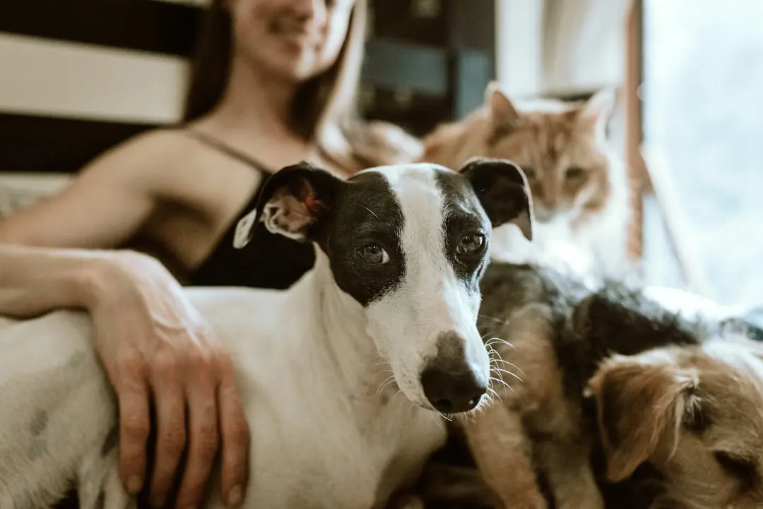 Mother Dog Steps In to Halt Puppy Brawl, Video Racks Up Over 20 Million Views