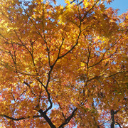 IMG-20221216-111444