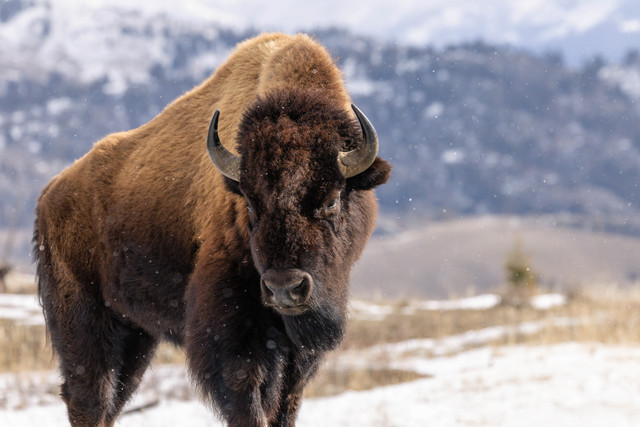 Bisonte americano cubierto de nieve en Yellowstone durante el invierno