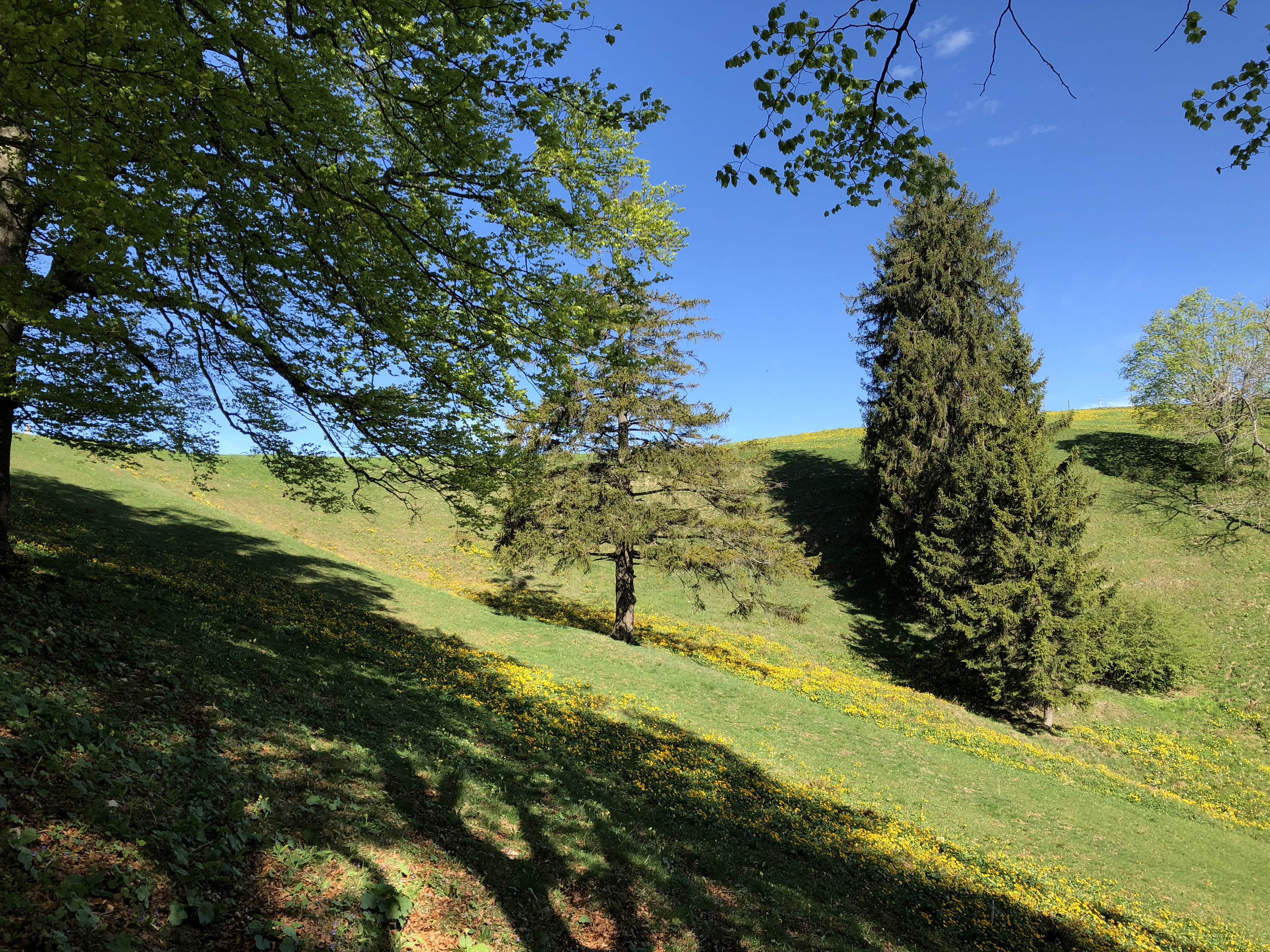 IMG-0901.jpg