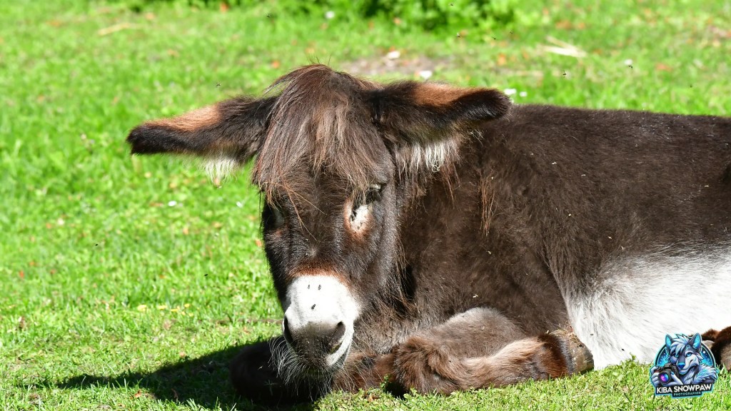 A donkey resting in the grass.