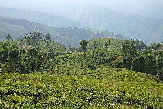 Darjeeling India Tea plantations on hills.webp