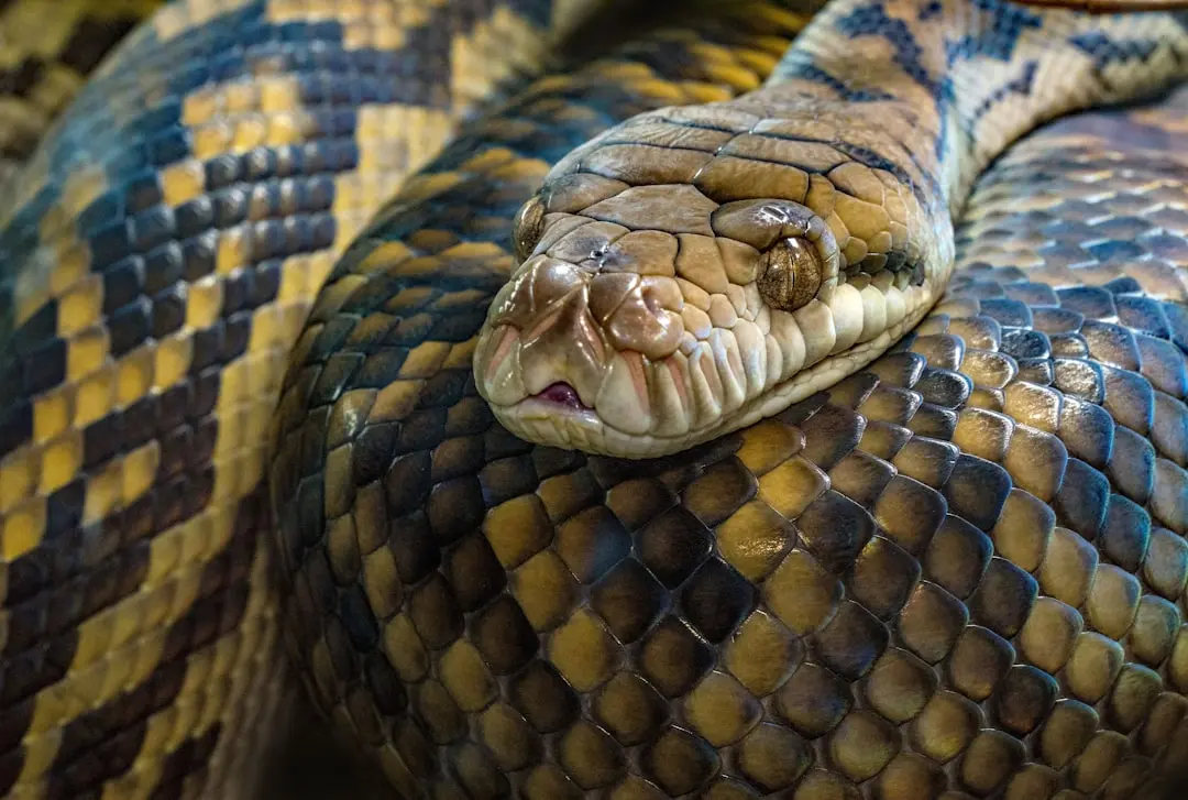 Python's Rise: Is it Losing its Identity?