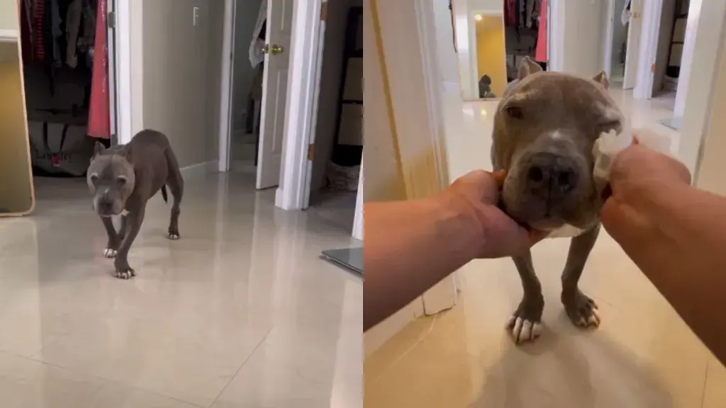 Senior Dog's Daily Ritual Speaks Volumes