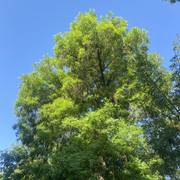 IMG 0383