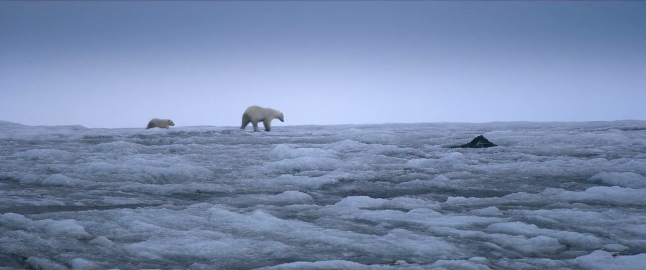 Polar Bear Screenshot
