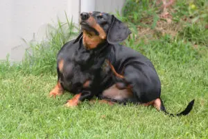 The Link Between Dog Food and Skin Health