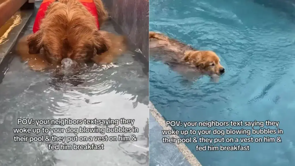 Golden Retriever's Uninvited Pool Party