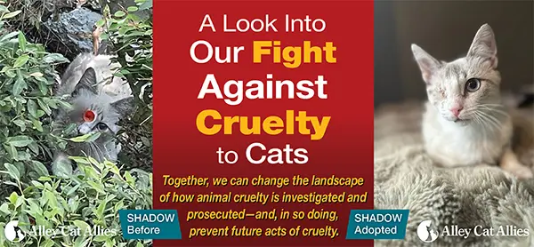 Animal Welfare Group Steps Up Fight Against Cat Cruelty