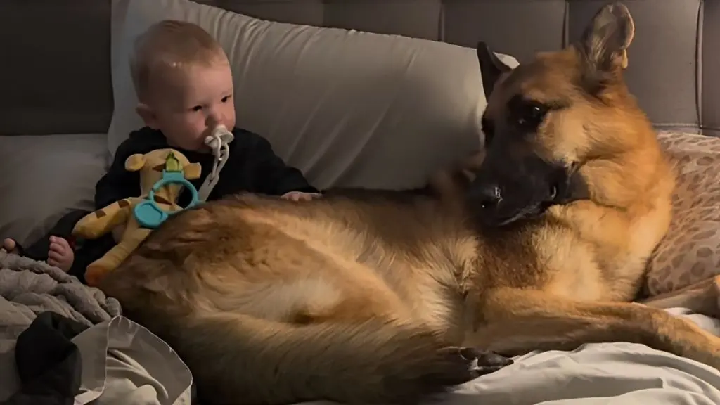 Unconditional Love: Dog and Boy Share Heartwarming Cuddle