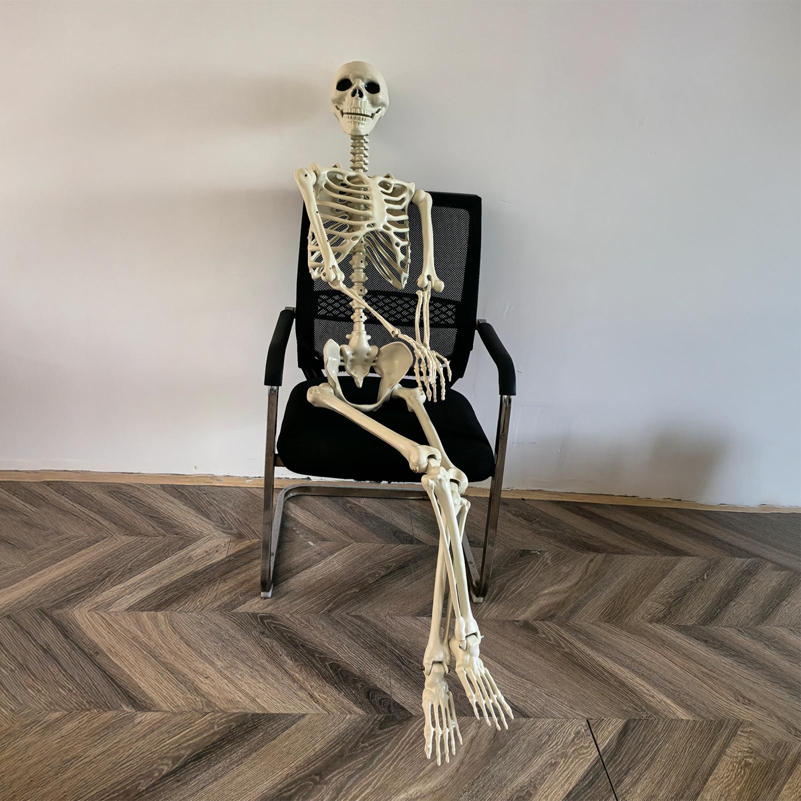 Skeleton hanging display