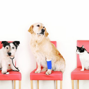 Pets-Insurance-120