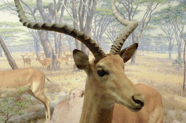Lechwe.jpg