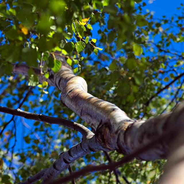 IMGP1194.jpg