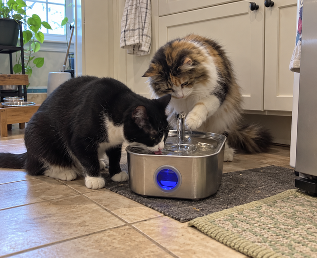 Two cats using fountain