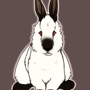 Kyle-bunbun