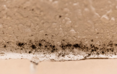 Mold-Remediation-Toronto